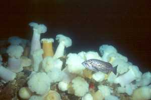 Hopkins Deep Reef, Monterey